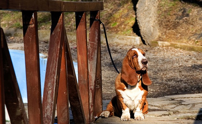 basset hound on wooden bridge