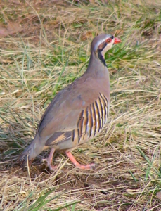 chukar