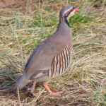 chukar