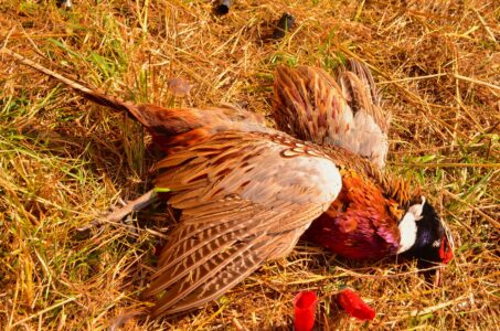 pheasant