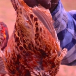 Quail Pair