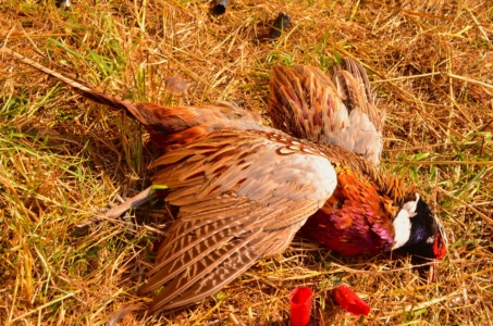 pheasant