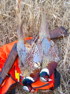 pheasant pair